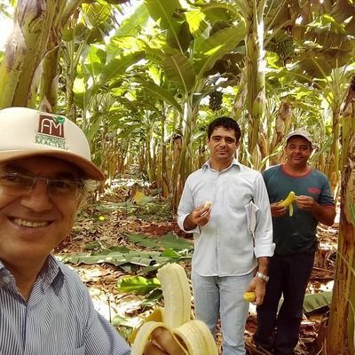 Nova técnica de cultivo pode revolucionar a agricultura e salvar as plantações de banana