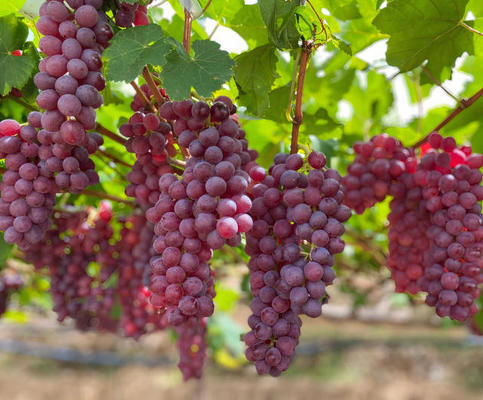 Manejo de uvas: atenção do começo ao fim