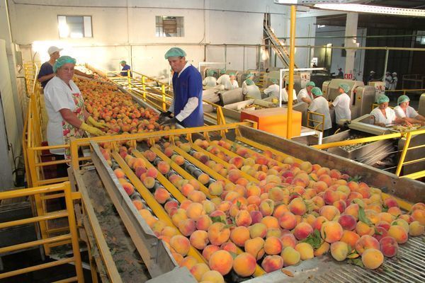 Produção de pêssego cresce 11% em Santa Catarina