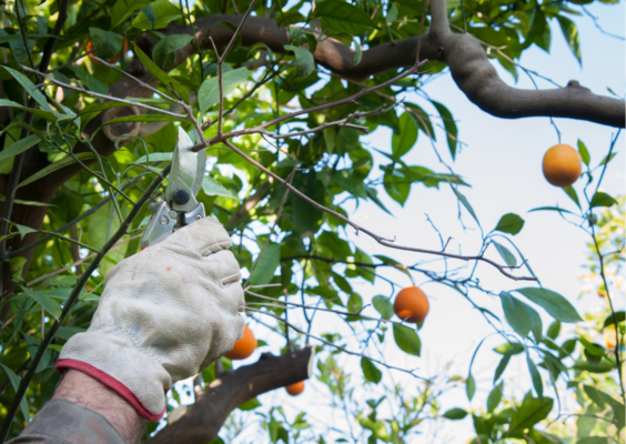 Como Podar A Laranjeira Revista Da Fruta