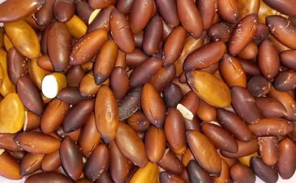 Fruto do Bioma Cerrado à mesa: Elaboração de farinha de amêndoas de Baru