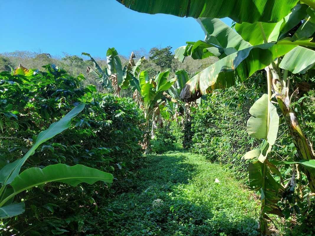 Pesquisa da EPAMIG sobre cultivo de café consorciado com banana e abacate é premiada em simpósio de agroecologia