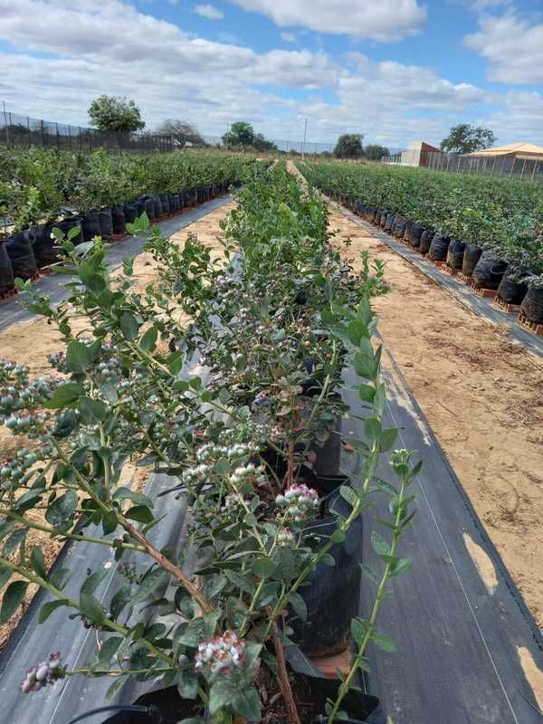 Irrigao localizada auxilia no cultivo do Blueberry (mirtilo) no serto nordestino