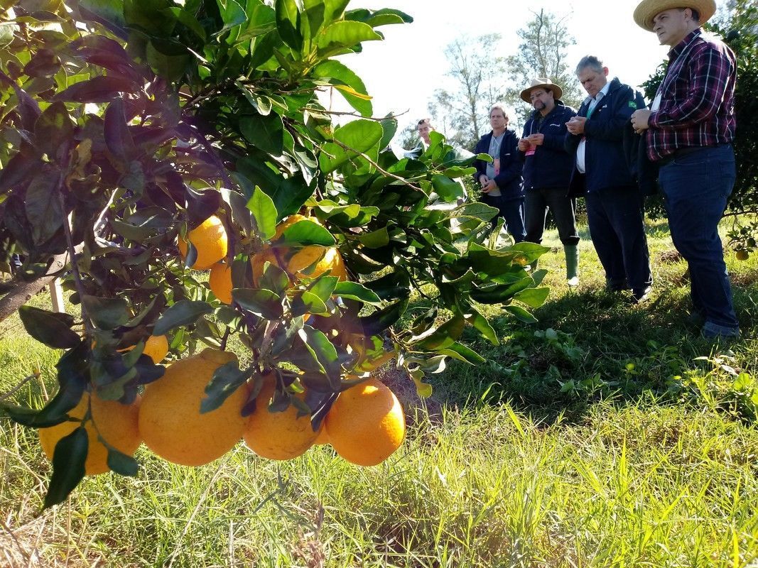 Novas regras para citros visa prevenir entrada do Greening