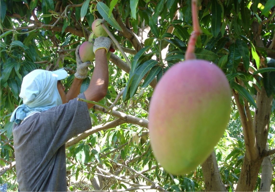 National mango board rene em Petrolina especialistas em moscas-das-frutas do mundo