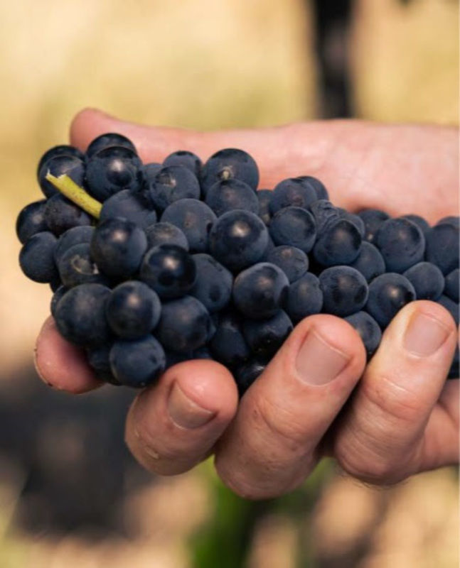 Vincola brasileira realiza pesquisa pioneira com a Embrapa para elaborar vinhos com uvas diferenciadas