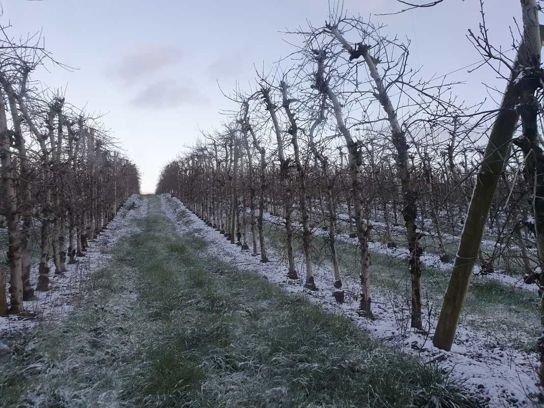 Novas ferramentas no EpagriMob: Doenas da ma e Monitoramento do frio