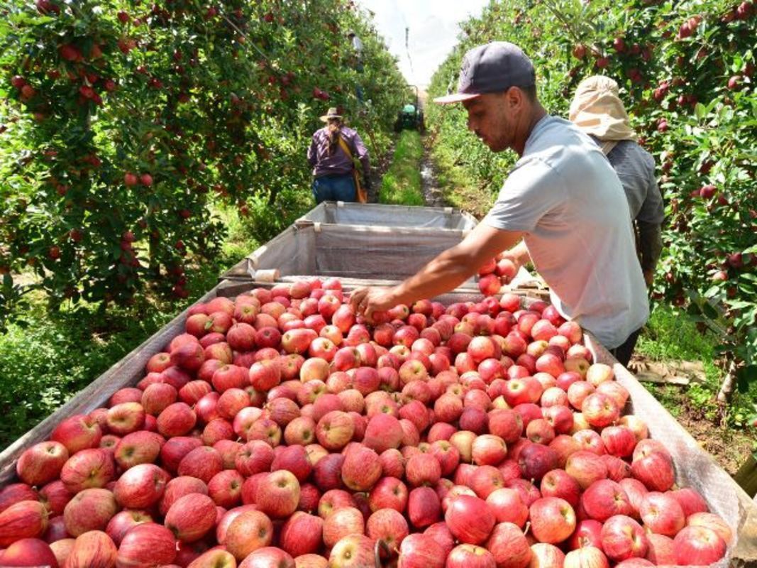 Aplicativo da Epagri traz novas funcionalidades para apoiar produtores de ma