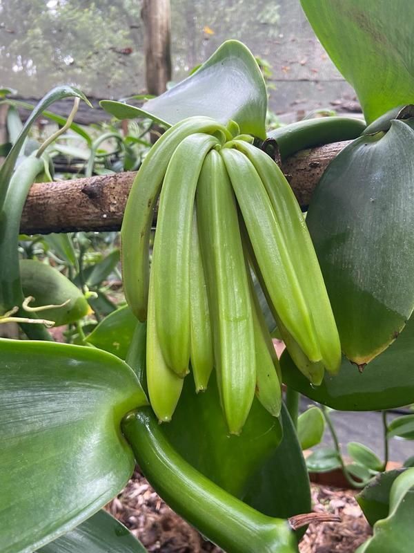 Vanilla pompona: a baunilha do Cerrado