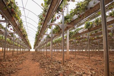 Agricultores do Sul de Minas apostam em morangos branco e rosa que so mais resistentes ao clima