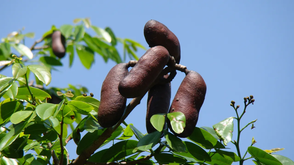 Propriedades Bioativas e Aplicaes Industriais do Jatob: Conservao de  alimentos e controle de pragas