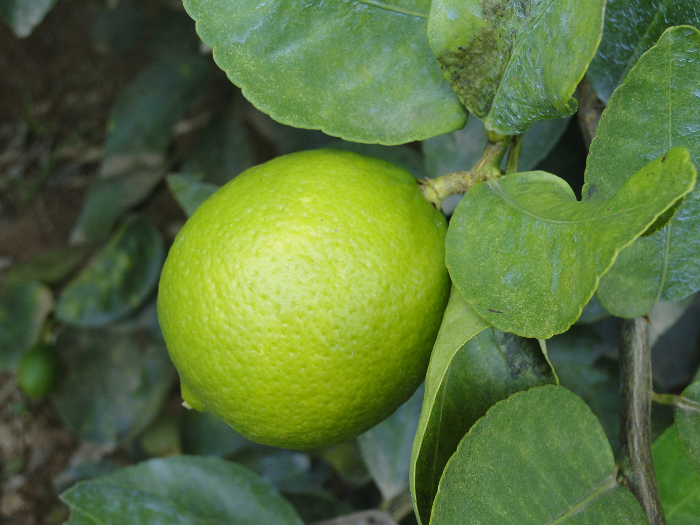 Frutas da Regio do Jaba desembarcaro mais uma vez no  maior  showroom da Europa e na Fruit Logistica 2017