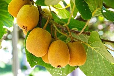 Publicaes auxiliam no cultivo de frutferas de clima temperado na Serra Gacha