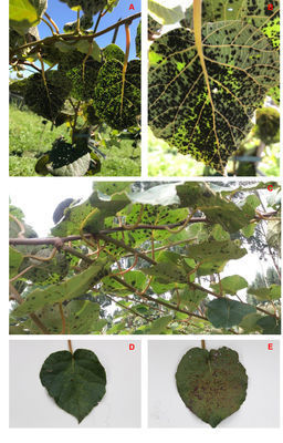 Primeiro relato de Pseudocercospora actinidiae na cultura do quivi no Brasil