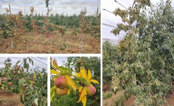 Estiagem no Sul do Brasil: considerações e indicações técnicas para o manejo da macieira