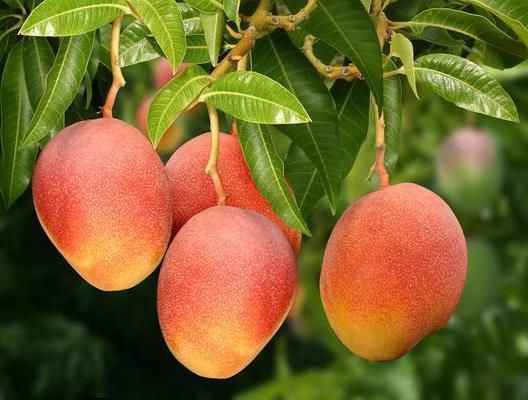 IBGE projeta expansão da produção de frutas no País nos próximos anos