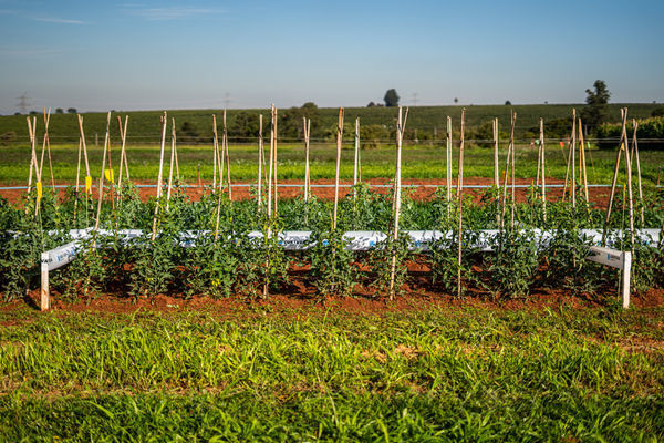 Corteva Agriscience lança Zorvec®, nova geração de fungicidas para batata, tomate e mais 17 culturas de hortifrúti