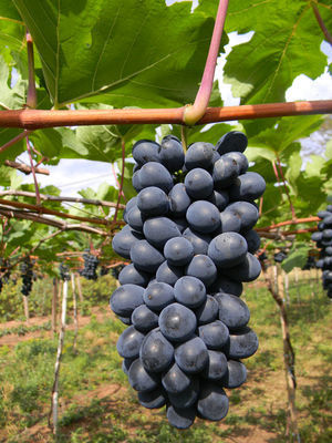 Uvas de mesa são alternativas para a diversificação e rentabilidade na Serra Gaúcha