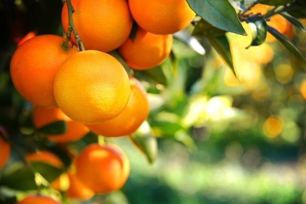 Fundecitrus alerta para a ocorrência de ácaros desfolhadores em citros no período de outono-inverno