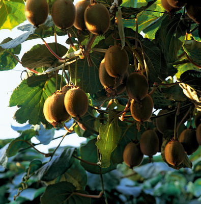 Doenças em árvores frutíferas: podridão cinzenta do kiwi