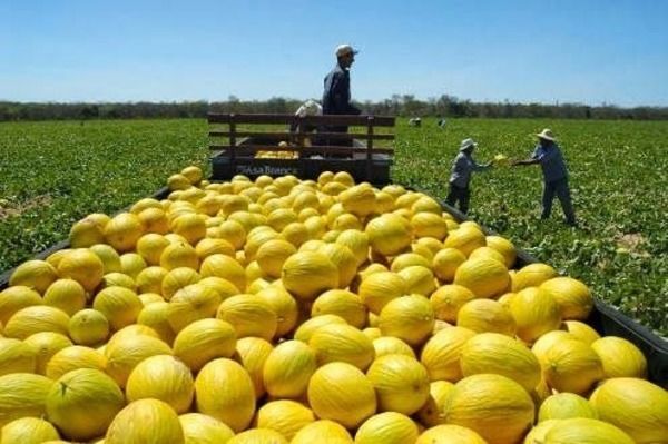 De caminhões e navios: exportação de frutas enfrenta gargalos de infraestrutura no Ceará