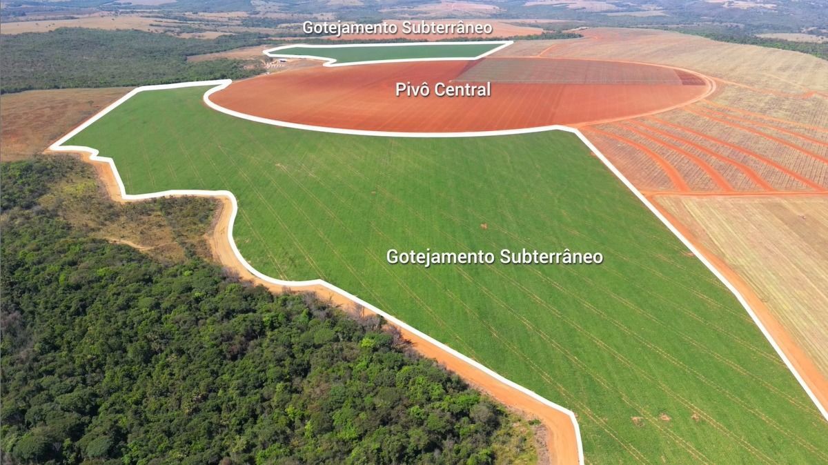 Produtor de Goiás transforma sua produção rotacionando tomate industrial e grãos com irrigação por gotejamento