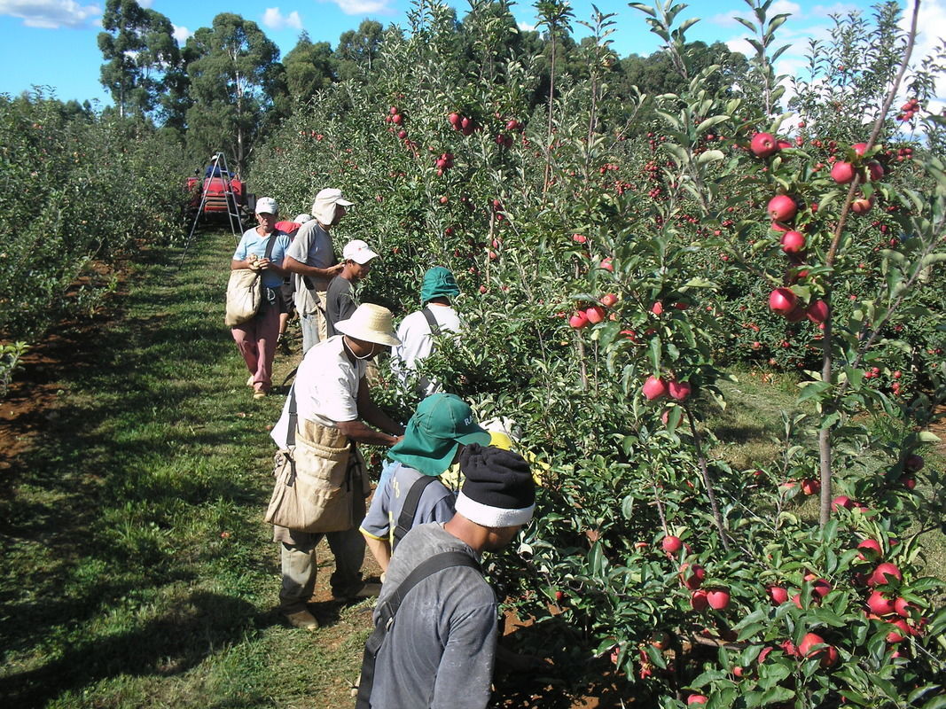 Produção de maçã está ameaçada por cortes de incentivos fiscais no RS