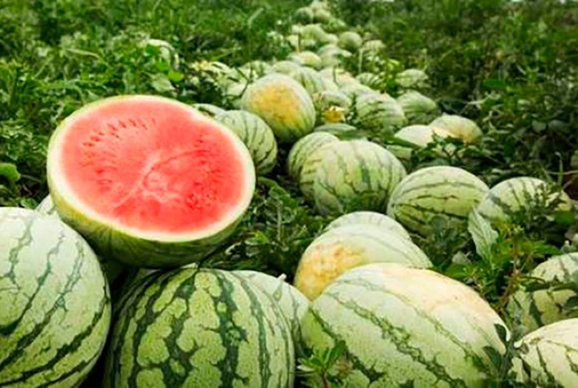 Jussara recebe autorização para exportar melancia, melão e abóbora