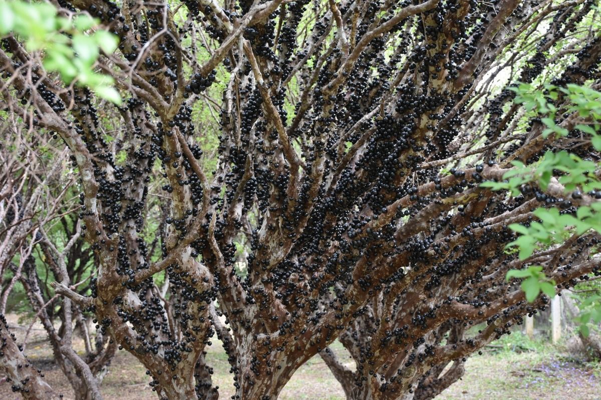 Produtor de jabuticaba, assistido pela Emater Gois, investe em tecnologia para aumentar a produtividade