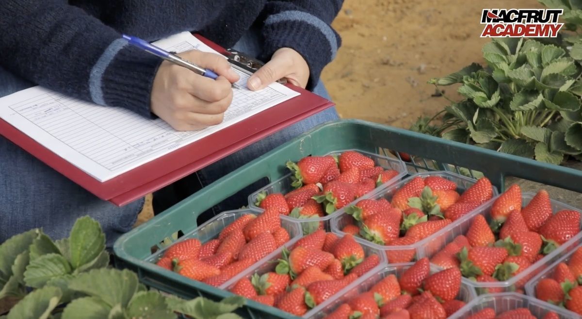 Macfrut Academia, uma nova videoaula