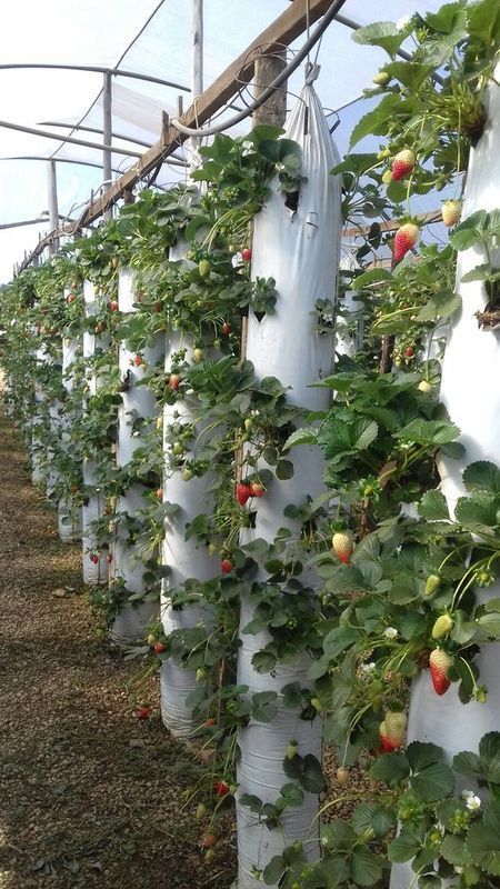 Fazenda do futuro: tecnologia pode revolucionar a produo de morangos