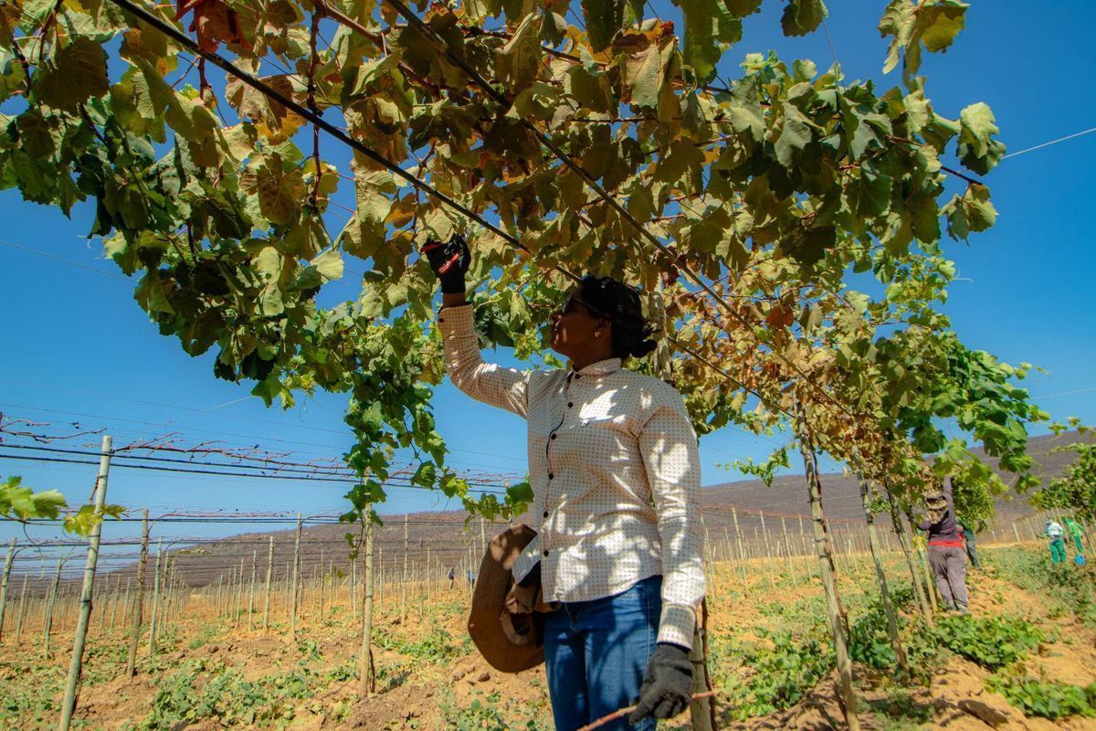 Seminrio vai demonstrar crescimento e oportunidades da fruticultura na Bahia