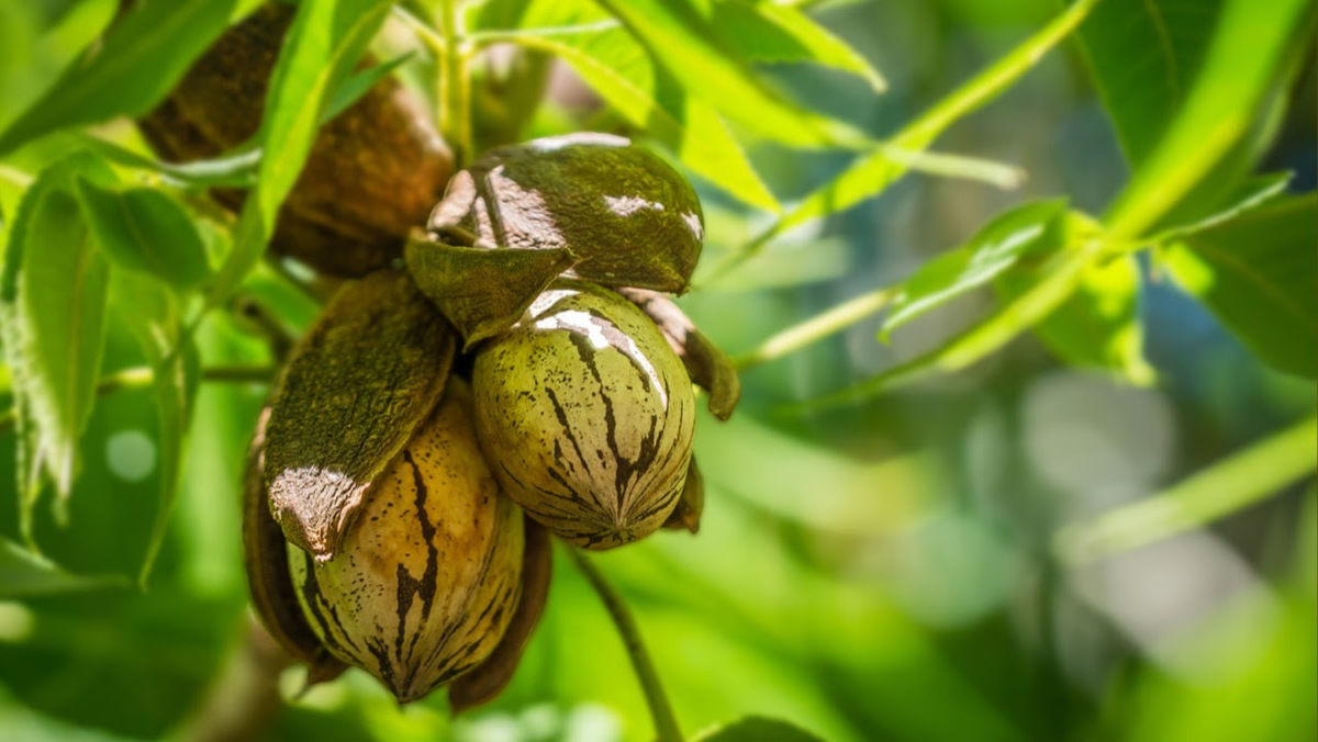 Produo de noz-pec no Brasil vem sendo impulsionada pelo apetite do mercado chins