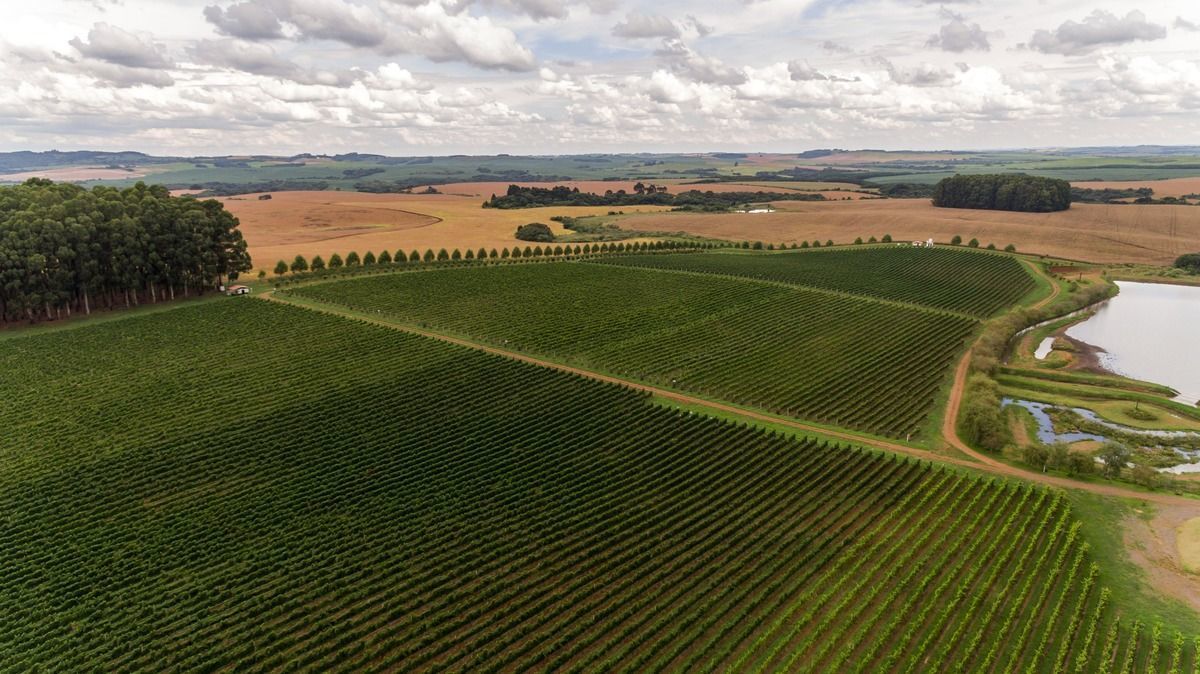 Consevitis-RS e Sebrae Nacional lanam projeto para fortalecer a vitivinicultura brasileira