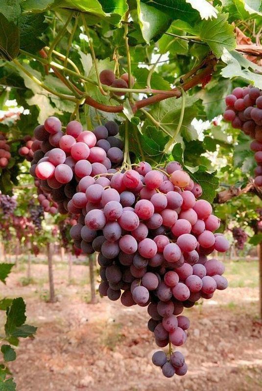 Suco de uva brasileiro  destaque em congresso internacional na Frana