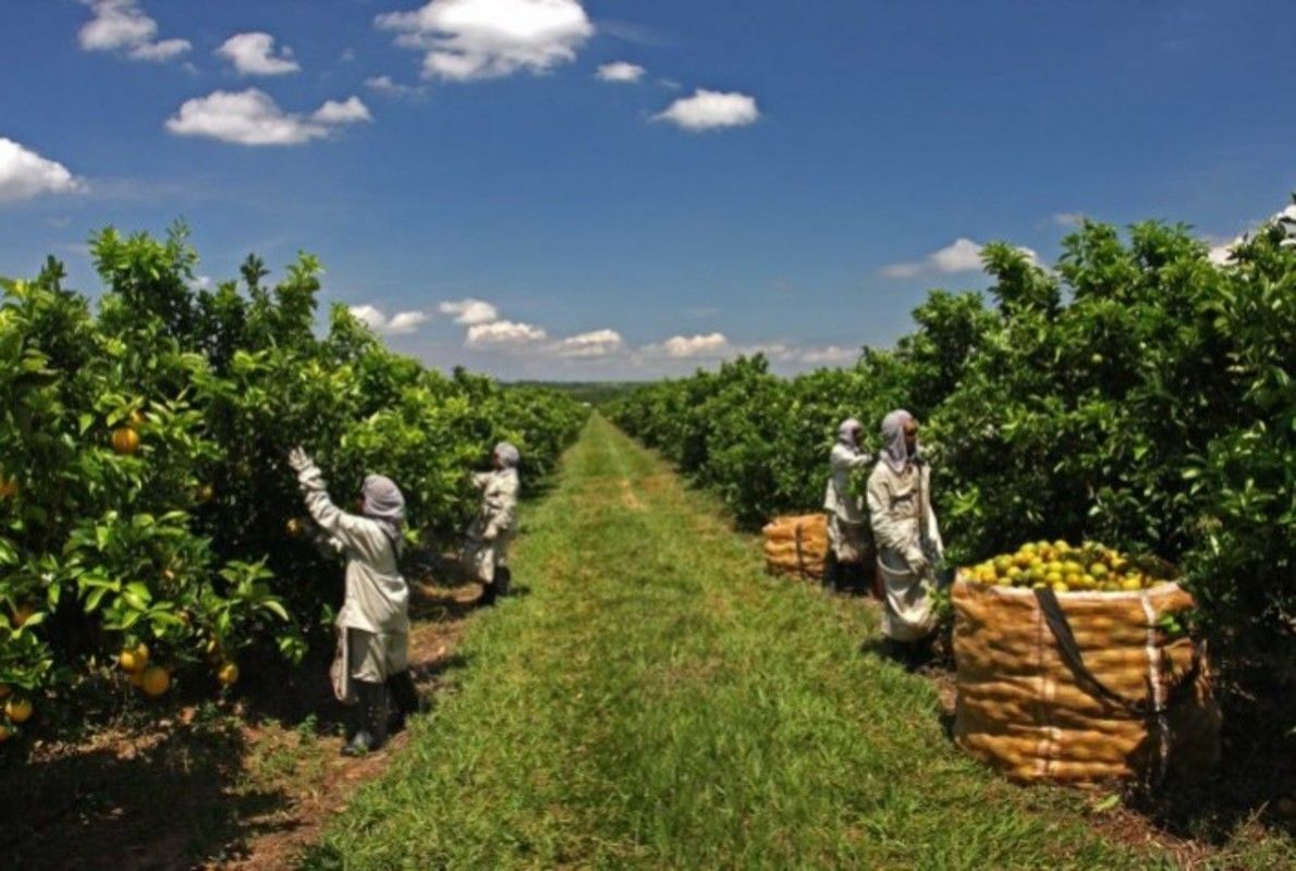 Projeto Colhe+: com adoo de estratgia de gesto, colheita de  laranja tem ganho de 7% no rendimento dirio