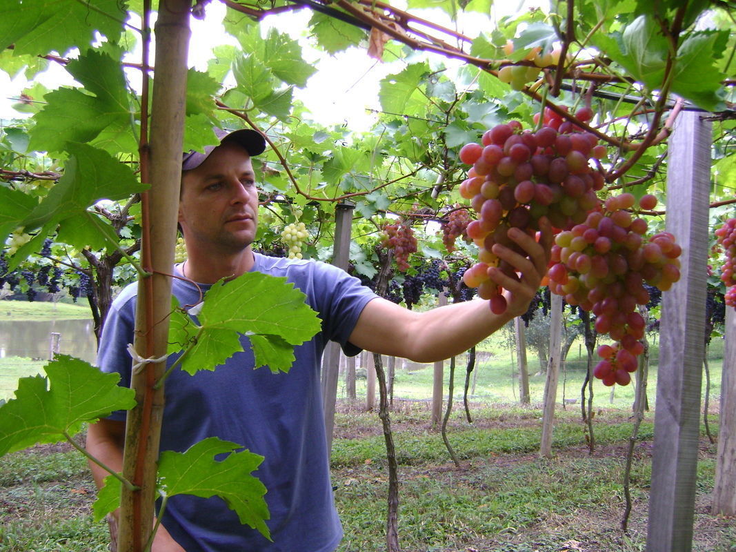 Horti Serra Gacha acontece em Caxias do Sul nos dias 19 e 20 de maro de 2025