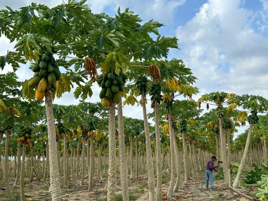 Mosca-da-Carambola: produtores de mamo em RR temem prejuzos que j somam mais de R$ 2 milhes aps incluso da fruta na lista de hospedeiras da praga