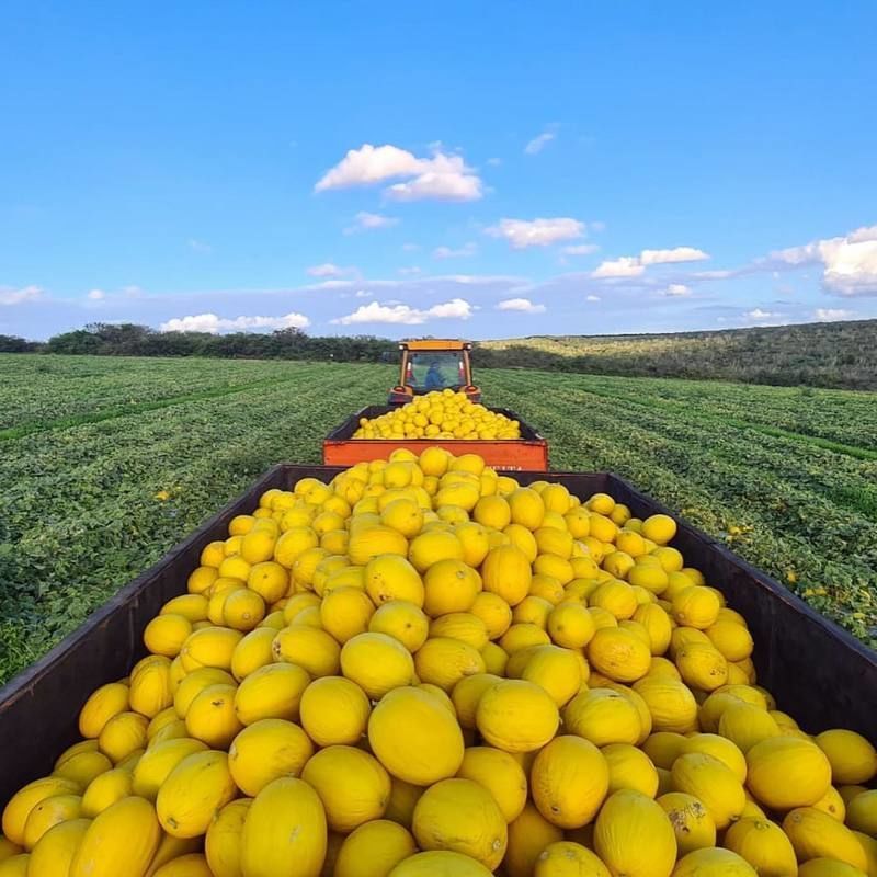 Expofruit 2025: Maior feira de fruticultura irrigada do Brasil ter como tema Sustentabilidade e Inovao