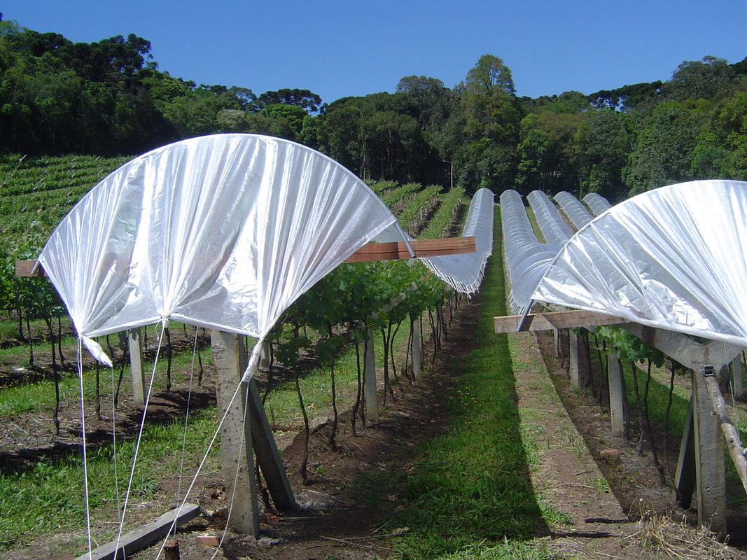 Projeto testa plasticultura para reduzir impacto das chuvas na viticultura do Semirido