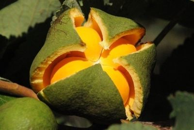 Emater Gois abre inscries para viveiristas interessados em adquirir hastes de pequi at 28 de novembro; e Gois lidera produo nacional de melancia