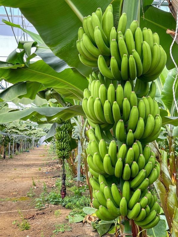 Experimento sobre sistema de irrigao para bananicultura da Epagri comprova aumento de produtividade e de qualidade