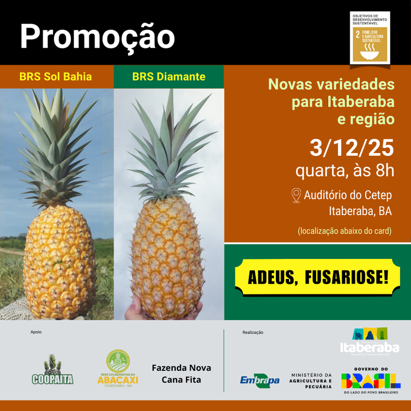 Duas novas variedades de abacaxi so apresentadas em Itaberaba (BA)