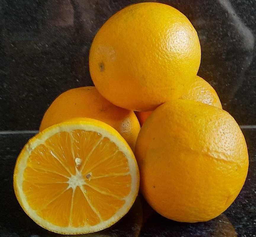  IAC comemora 138 anos e bicentenrio do nascimento de D. Pedro II com lanamento de 13 cultivares 