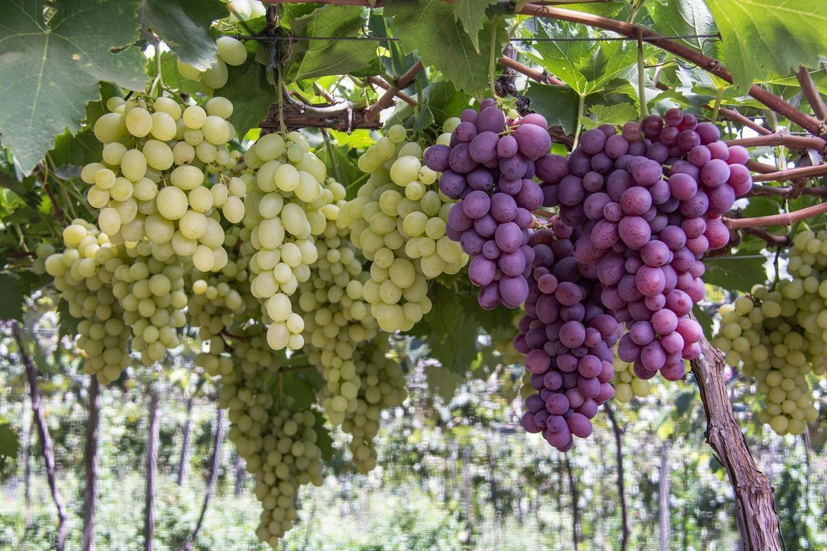 Governo reajusta preo mnimo da uva na safra 2026 para R$ 1,80 por quilo