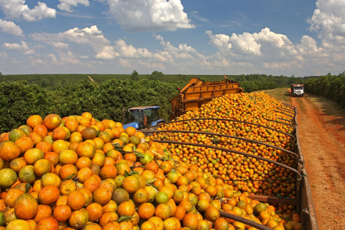 Segunda reestimativa da safra de laranja 2025/26 em SP e MG prev produo  de 294,81 milhes de caixas