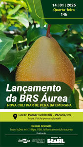 BRS �urea Cultivar de pera de alta qualidade para o sul do Brasil � lan�ada pela Embrapa 