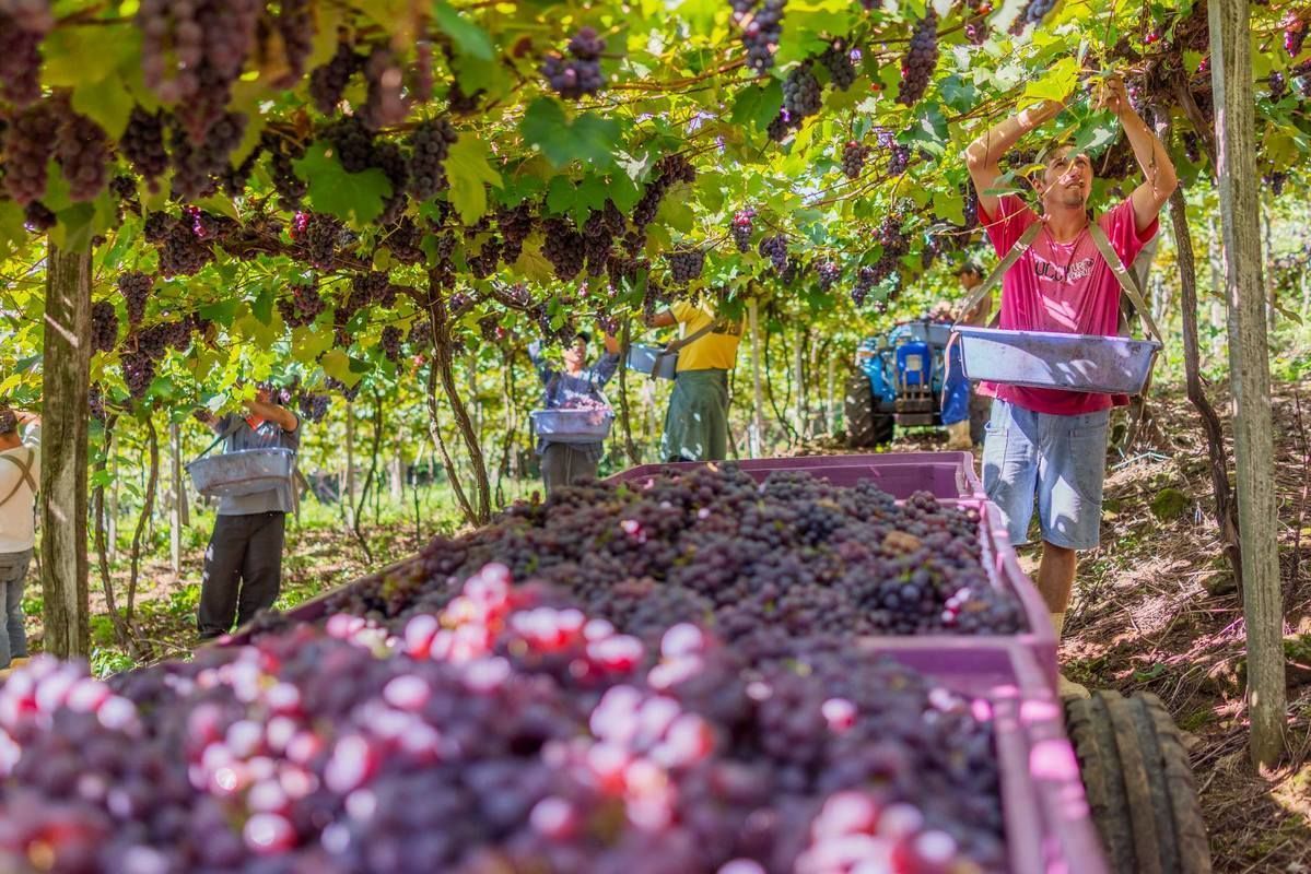 Produ��o de uva no RS deve crescer at� 10%