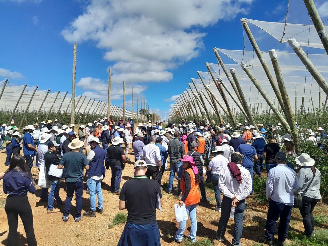 O IX Field Day on Rootstocks from CG Series e o XI Giro T�cnico re�ne mundo da ma�� no Brasil