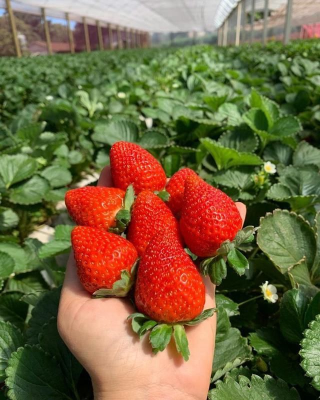 Folder da Epagri ensina a fazer armadilha para controle de praga do morangueiro